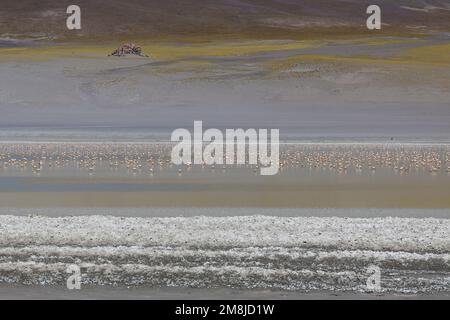 Flamingos in Laguna Grande, Catamarca, Argentinien Stockfoto