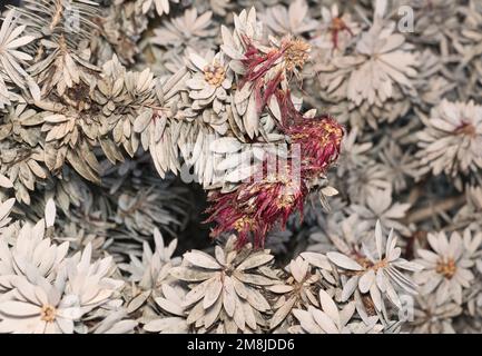 Tote und sterbende Flaschenbürstenpflanzen (Callistemon) nach Einwirkung von eiskalten Eisstürmen in Texas USA. Stockfoto