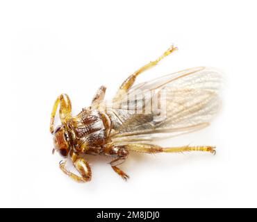 Hirschfliege (Lipoptena cervi), die Ektoparasiten von Artidaktylen (Elche, Hirsche, Wildschweine, Hörner) angreift, Menschen angreifen und sich an seinem Blut ernähren kann, Stockfoto