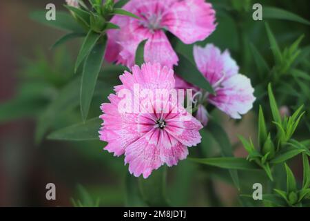 Nahaufnahme blühende Nelke Gloria Blume Dianthus caryophyllus, Nelkenrosa, Art Dianthus deltoides, Stockfoto