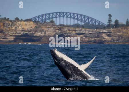 Junge Buckelwale brechen vor South Head mit der Sydney Harbour Bridge im Hintergrund, Sydney, Australien Stockfoto