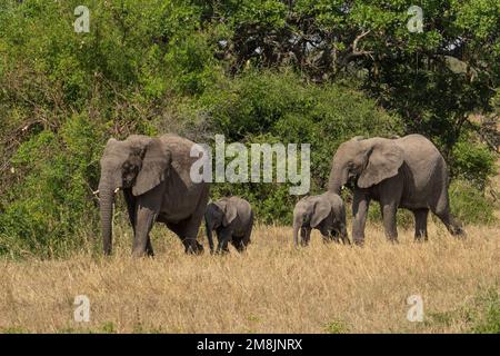 Zwei weibliche und zwei Baby-Elefanten laufen durch die trockene afrikanische Savanne in Tansania. Stockfoto