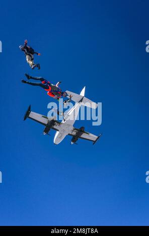 Fallschirmspringer, die aus Flugzeugen springen Stockfoto