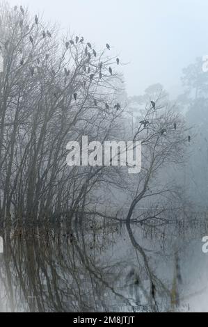 Der Nebel zieht an einem Tag Anfang Januar über den Teich, während sich Vögel in den Bäumen versammeln. Stockfoto