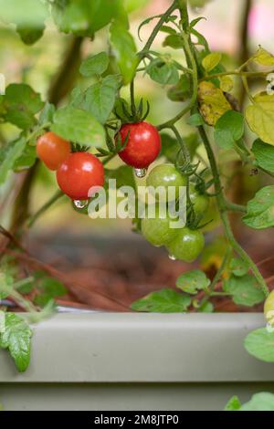 Nahaufnahme von Kirschtomaten, die im Gemüsegarten an der Rebe reifen. Stockfoto