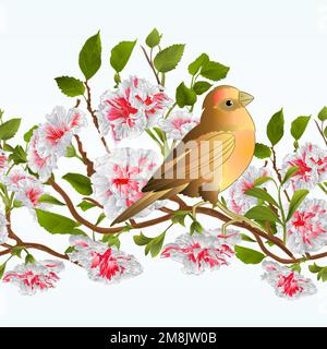 Nahtloser Hintergrund kleiner Vogel Soor und Zweig weißer Hibiskus Frühlingshintergrund Aquarell Vintage Vektor Illustration Artwork, DIS Stock Vektor