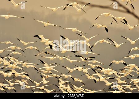 Herde von Schneegänsen im Flug Stockfoto