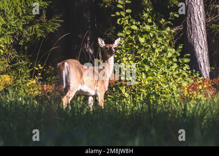 Weißwedelhirsche, die in den Wiesen von Südfinnland weiden, Uusimaa, süße Weißwedelhirsche im finnischen Nationalpark Stockfoto