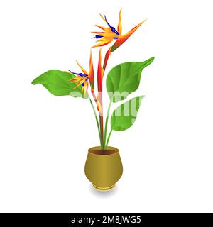 Wunderschöne Strelitzia reginae tropische Blumen im Topf isoliert auf weißem Hintergrund Vintage Illustration editierbare Handzeichnung Stock Vektor