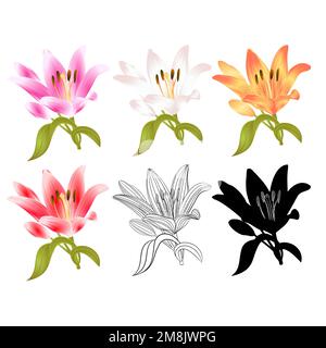 Stamm Lilie Blume rot gelb weiß rosa Umriss und Silhouette Lilium candidum auf weißem Hintergrund Vintage Illustration editierbare Handzeichnung Stock Vektor