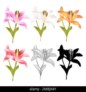 Stamm Lilie Blume gelb weiß rosa roter Umriss und Silhouette Lilium candidum auf weißem Hintergrund Vintage Illustration editierbare Hand Stock Vektor