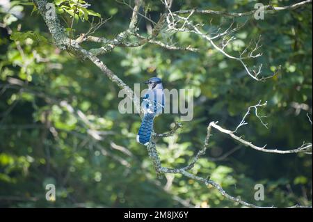 Erwachsener Bluejay hoch oben auf einem Ast im Wald, der an einem sonnigen Tag im Frühling seinen Rücken im Schatten zeigt Stockfoto