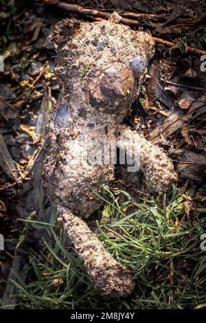 Der Kinderbär wurde nach einer Flutwelle angespült. Er lag am Flussufer. Konzepte - einsam, weggeworfen, ungeliebt, vermisst, schmutzig, Abgespült. Stockfoto