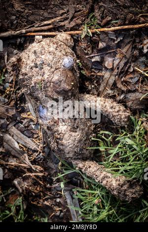 Der Kinderbär wurde nach einer Flutwelle angespült. Er lag am Flussufer. Konzepte - einsam, weggeworfen, ungeliebt, vermisst, schmutzig, Abgespült. Stockfoto