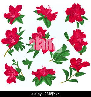 Rote Blumen Rhododendron und hinterlässt Gebirgsstrauch auf blauem Hintergrund Vintage Illustration editierbare Handzeichnung Stock Vektor