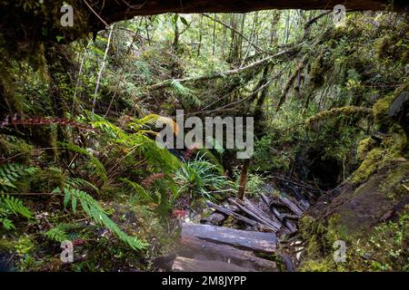 Entdecken Sie die Fauna eines gemäßigten Regenwaldes, während Sie auf dem Sendero Cascadas Escondidas im Parque Nacional Pumalín in Patagonien, Chile, wandern Stockfoto