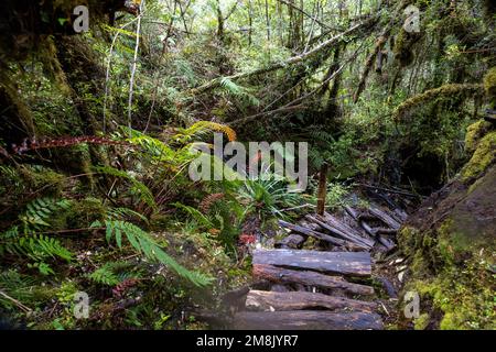 Entdecken Sie die Fauna eines gemäßigten Regenwaldes, während Sie auf dem Sendero Cascadas Escondidas im Parque Nacional Pumalín in Patagonien, Chile, wandern Stockfoto