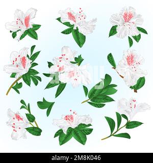 Weiße Blumen Rhododendron und hinterlässt Gebirgsstrauch auf blauem Hintergrund Vintage Illustration editierbare Handzeichnung Stock Vektor