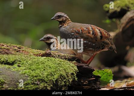 Rupus-throated Partridge (Arborophila rufogularis annamensis), Erwachsener, der auf dem mossy log Da Lat, Vietnam, steht. Dezember Stockfoto