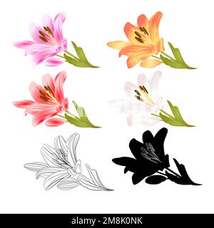 Stamm Lily Blumen rot gelb weiß rosa Umriss und Silhouette Lilium candidum, auf weißem Hintergrund Vintage Illustration editierbar Handzeichnen Stock Vektor