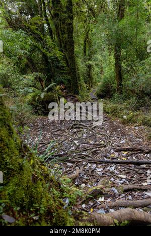 Entdecken Sie die Fauna eines gemäßigten Regenwaldes, während Sie auf dem Sendero Cascadas Escondidas im Parque Nacional Pumalín in Patagonien, Chile, wandern Stockfoto