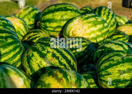 Viele große süße grüne Wassermelonen stapeln sich. Stockfoto