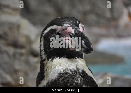 Ein Porträt von Humboldt-Pinguin, der am Meer ruht Stockfoto