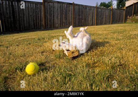 Jack Russell Terrier im Hinterhof, der mit einem Tennisball spielt. Marysville Washington State USA Stockfoto