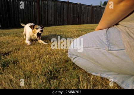 Jack Russell Terrier im Garten bellt Frau Marysville Washington State USA an Stockfoto