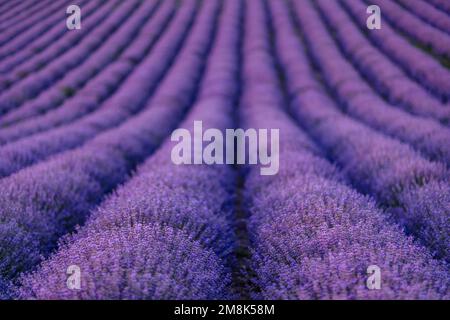 Blume, Lavendel duftenden Felder in endlosen Reihen. Stockfoto