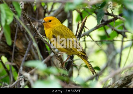 Atlantischer Kanarienvogel, ein kleiner brasilianischer Wildvogel.der gelbe kanarienvogel Crithagra flaviventris ist ein kleiner Singvogel aus der Familie der Finken. Stockfoto