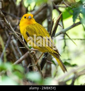 Atlantischer Kanarienvogel, ein kleiner brasilianischer Wildvogel.der gelbe kanarienvogel Crithagra flaviventris ist ein kleiner Singvogel aus der Familie der Finken. Stockfoto