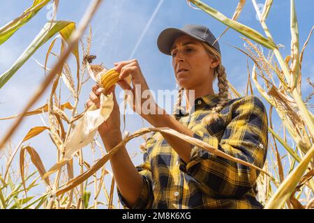 Eine Agronomistin untersucht Maiskolben nach einer furchtbaren Dürre auf landwirtschaftlichen Flächen. Farmerin auf einem Maisfeld an einem sonnigen Tag. Stockfoto
