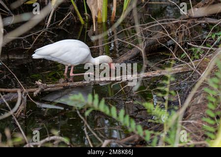 Naples, Florida; Corkscrew Swamp Sanctuary. Weißes Ibis, (Eudocimus albus) Suche nach Flusskrebsen und Fröschen im Sumpf. Stockfoto