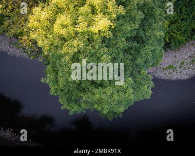 Grüne Bäume und ein Fluss von oben Stockfoto
