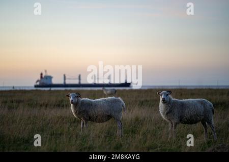 Ein paar Skudde-Schafe (Ovis aries) mit gebogenen Hörnern, die tagsüber auf dem Feld auf dem Gras gegen ein Meer stehen Stockfoto