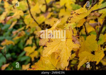 Gelbe Blätter schwarzer Johannisbeere auf einem Busch im Herbstgarten. Stockfoto