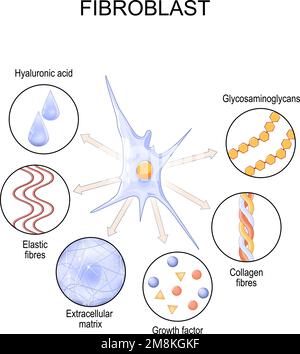 Fibroblasten. Zellstruktur und -Funktion. Biologische Zelle, die die extrazelluläre Matrix synthetisiert, und Kollagen Stock Vektor