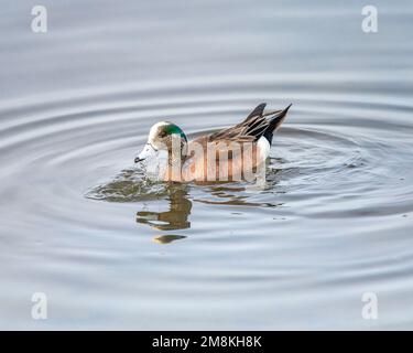 Ein amerikanischer Wigeon (Mareca americana) schwimmt im Bolsa Chica Ecological Reserve in Huntington Beach, CA. Stockfoto