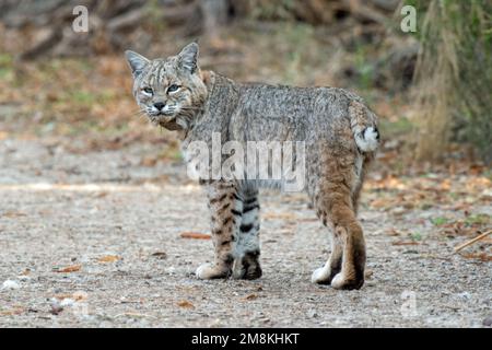 Bobcat (Lynx rufus) mit Funkhalsband Stockfoto