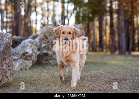 Golden Retriever Dog genießt die Natur Stockfoto