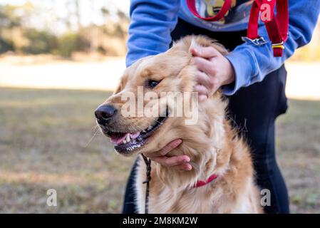 Golden Retriever Dog genießt die Natur. Glücklicher Hund, der vom Besitzer gestreichelt wird. Nahaufnahme der Freundschaft. Stockfoto