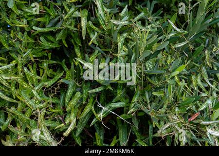 Blätter der wilden Sardaparrilla-Pflanze, Smilax aspera, auf der Insel Mallorca, Spanien Stockfoto