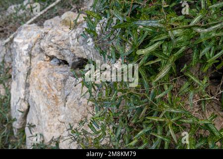 Blätter der wilden Sardaparrilla-Pflanze, Smilax aspera, auf der Insel Mallorca, Spanien Stockfoto