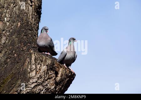 Blick aus dem niedrigen Winkel auf Vögel, die sich auf Bäumen gegen den klaren Himmel erheben Stockfoto