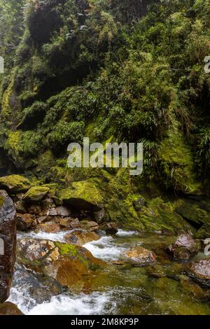 Blick auf den Wasserfall bei einer Wanderung auf den Sendero Cascadas Escondidas im Parque Nacional Pumalín Douglas Tompkins in Patagonien, Chile Stockfoto