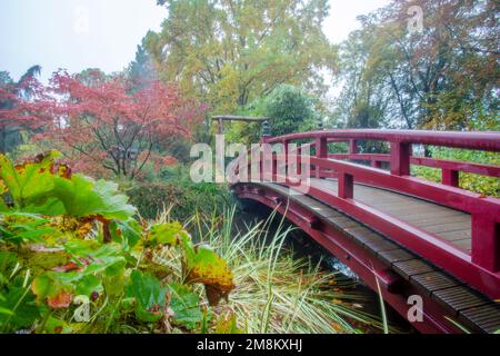 Gartenpfad; japanischer Garten; japanischer Ahorn; Ahorn; acer palmatum , Herbst; Kommen; Stein; Nebel; Leverkusen; Nordrhein-Westfalen; Reisen; Urlaub Stockfoto