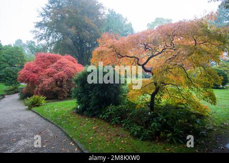 Fantastischer Blick auf 2 japanische Ahorne: Orange und Rot und Gartenweg im japanischen Garten in Leverkusen. Und grünes Gras im Oktober. Acer palmatum di Stockfoto