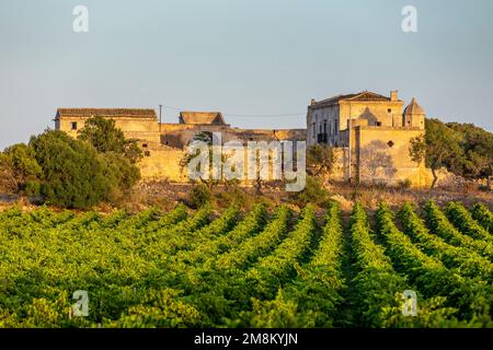 Marsala, Sizilien, Italien - 8. Juli 2020: Weinberge und Bauernhof im Hintergrund in Marsala in Sizilien, Italien Stockfoto