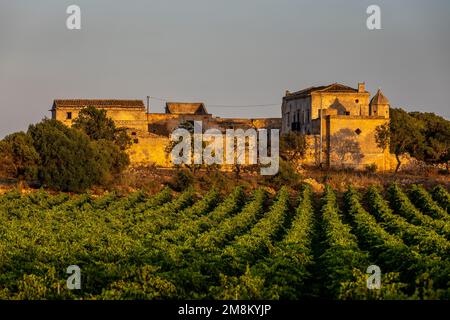 Marsala, Sizilien, Italien - 8. Juli 2020: Weinberge und Bauernhof im Hintergrund in Marsala in Sizilien, Italien Stockfoto